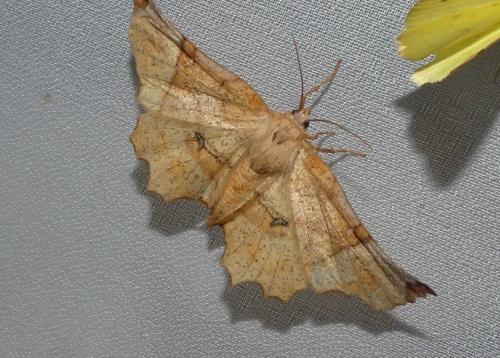Réf. 340 473 : Selenia lunularia